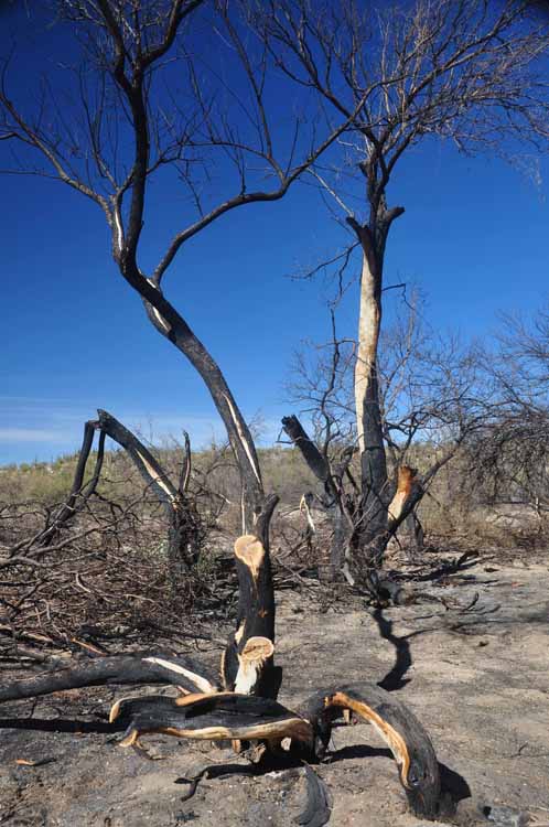 burn area